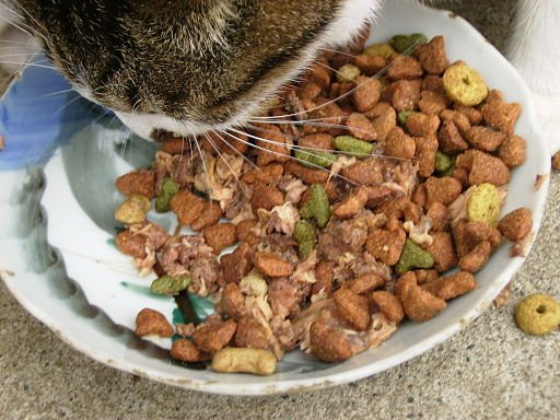 A cat eating food