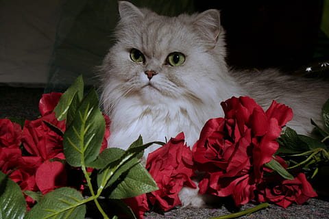 Persian cat photo