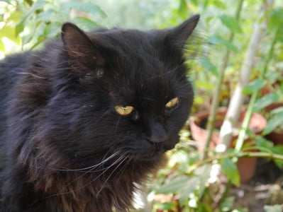 black persian cat outdoor