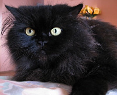 cute black persian cat