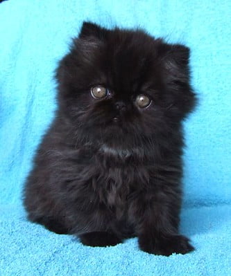 black persian kitten