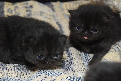 two black persian kittens