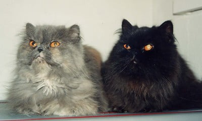 a black persian cat with another cat