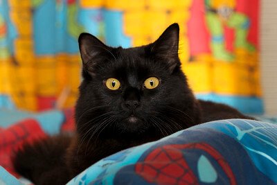 black persian cat on the sofa