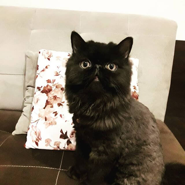 beautiful black persian cat