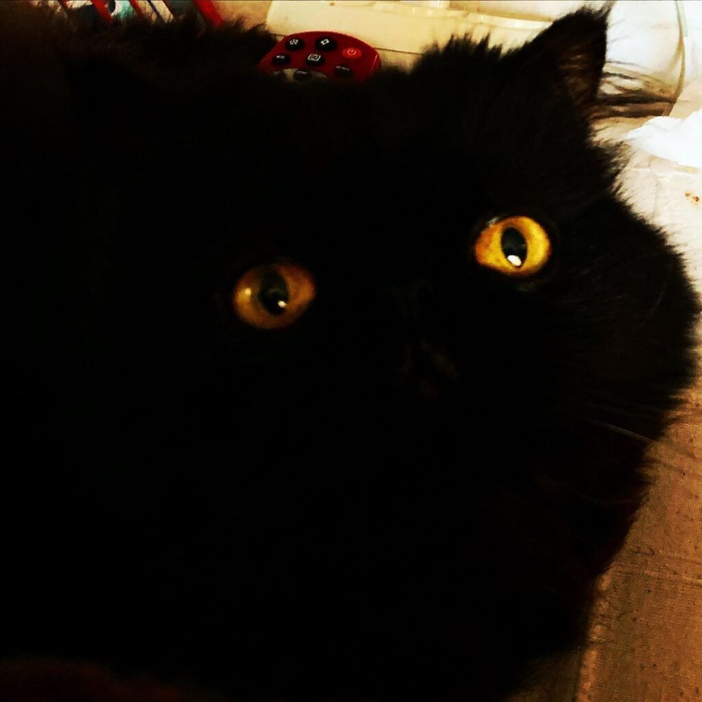 a black persian kitten with shiny eyes