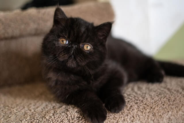 black persian kitten