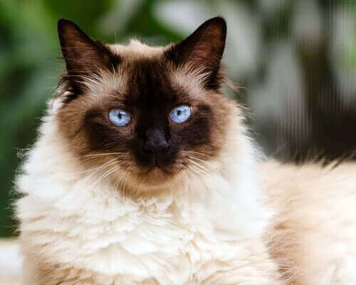 Persian Siamese cat