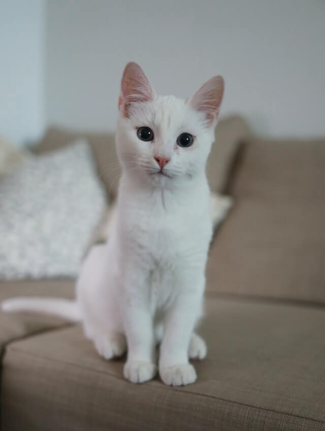 White fmale cat