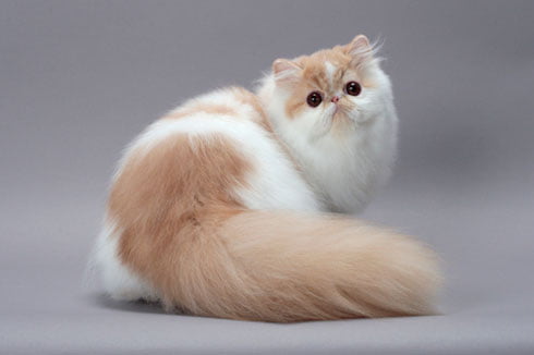 Long hair persian cat