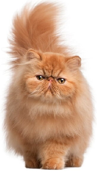 The Glorious Ginger Persian Cat Profile - My Persian Cat