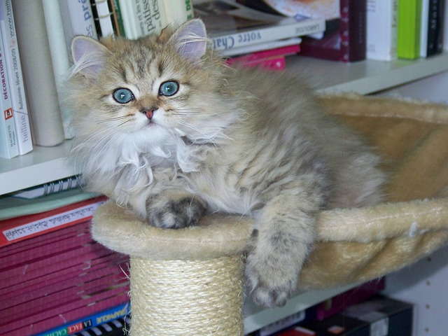 cute persian kitty