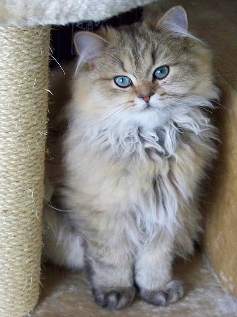 cute persian cat