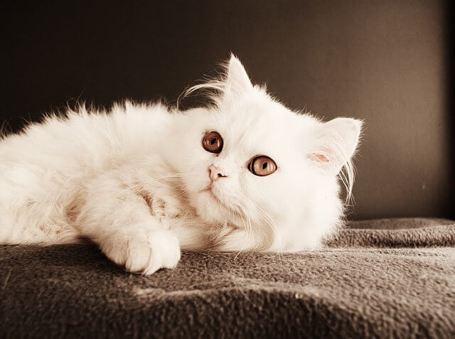 cute persian cat