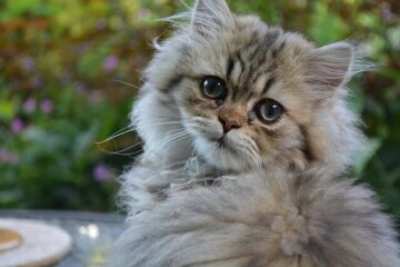 tabby PERSIAN CAT