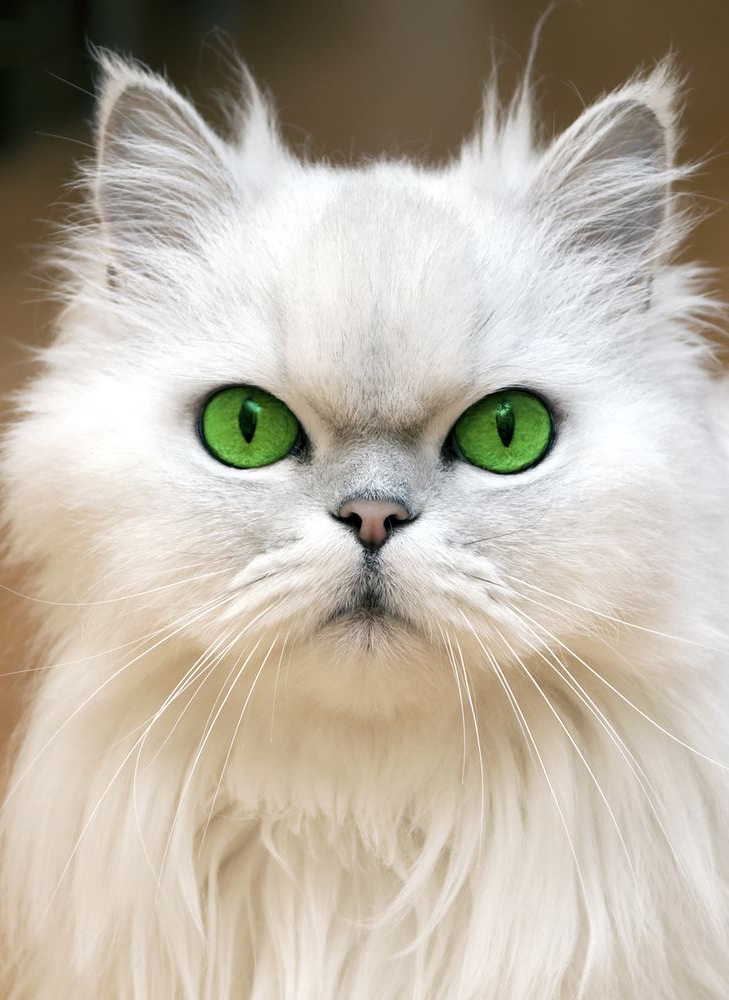 Can Persian Cats Eat Rice? All That you Need to Know - My Persian Cat