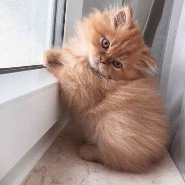 Persian kitty feeling hot