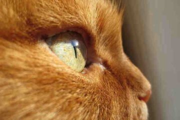 Ginger Persian cat