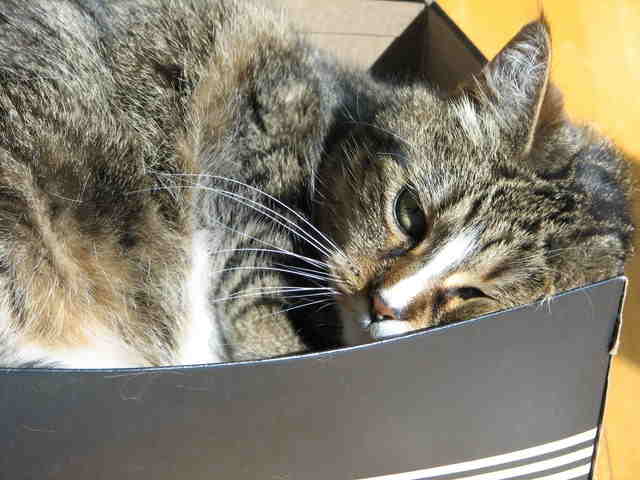 cat sleeping in a  box
