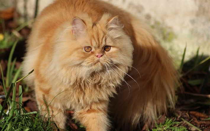 ginger persian CAT