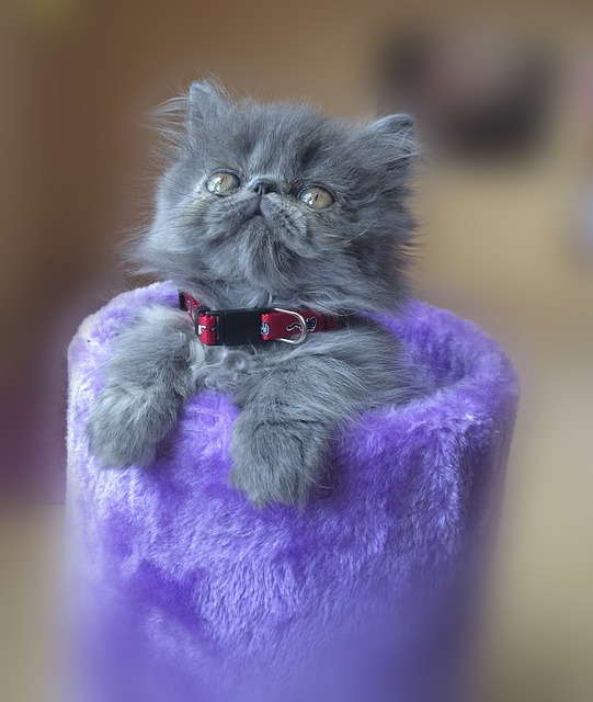 Grey Persian cat