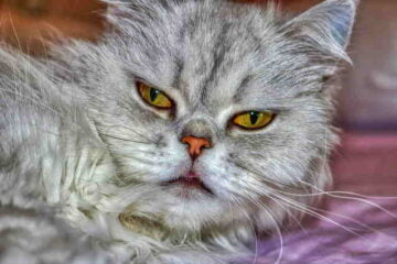 Silver Persian cat
