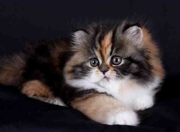 calico Persian cat