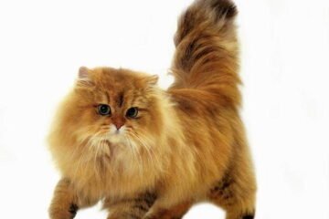 golden Persian cat