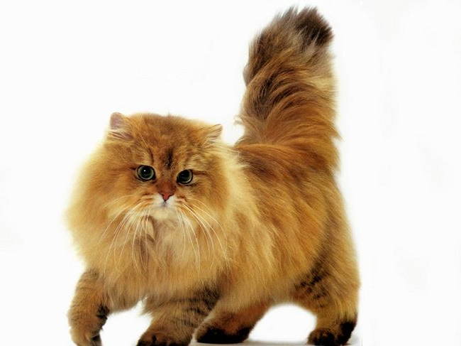 GOLDEN persian cat 2