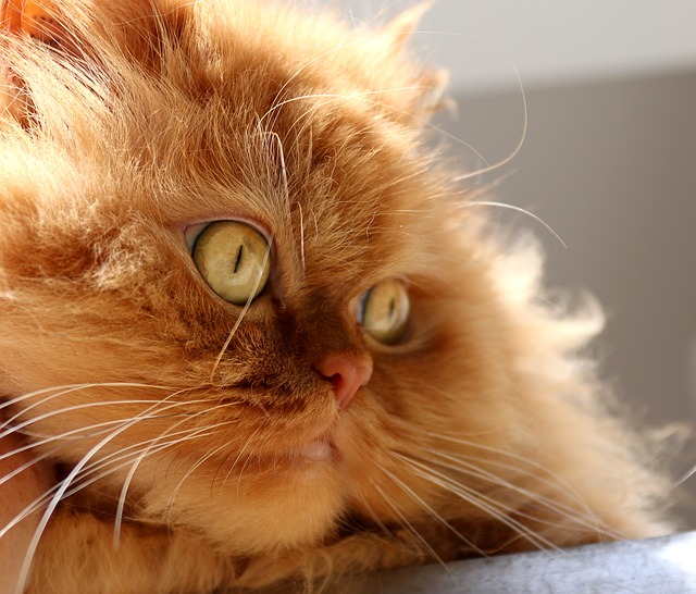 An orange Persian cat
