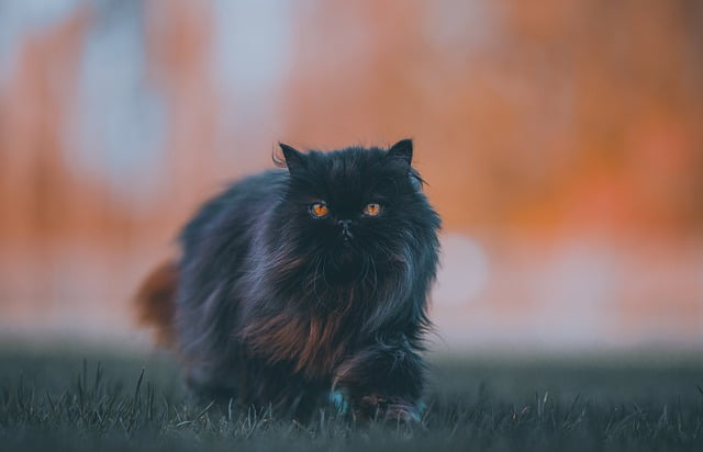 cute black Persian cat