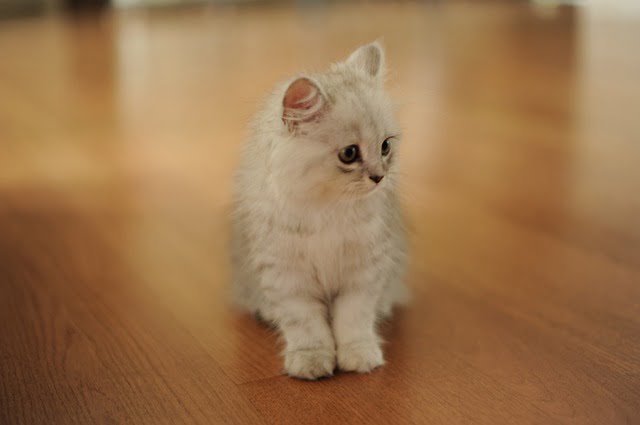 silver Persian cat