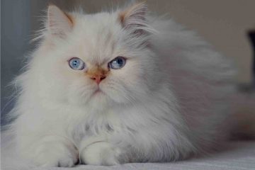 Friendly Persian cat