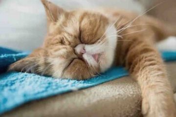 A Persian cat enjoying a sweet sleep