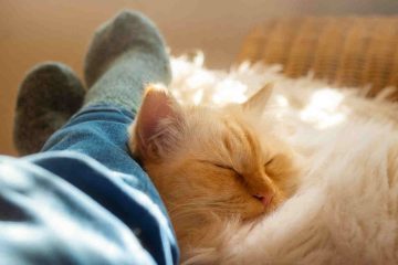 A Persian cat sleeping on his human feet