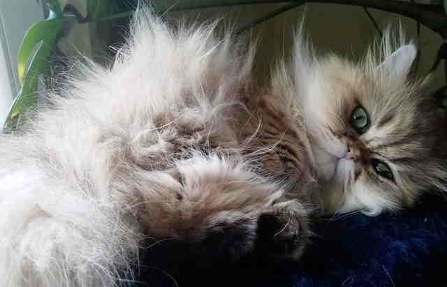A persian cat sleeping