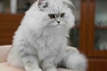 A Persian cat sitting