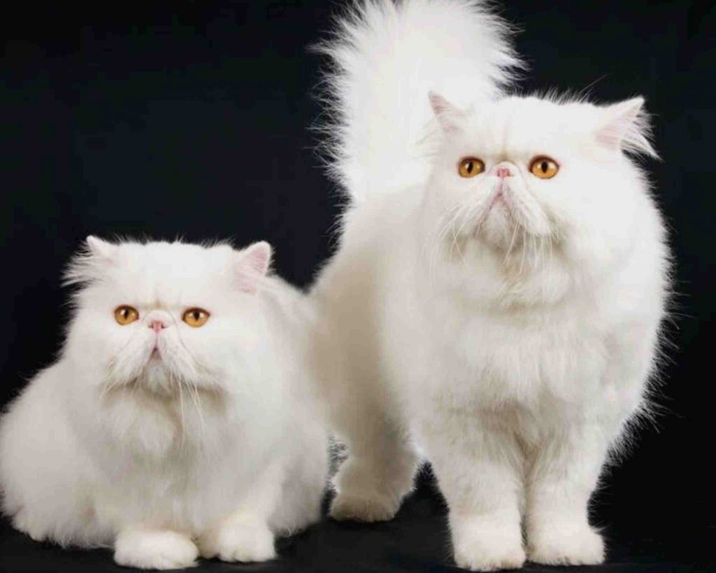 Cute and friendly Persian cats