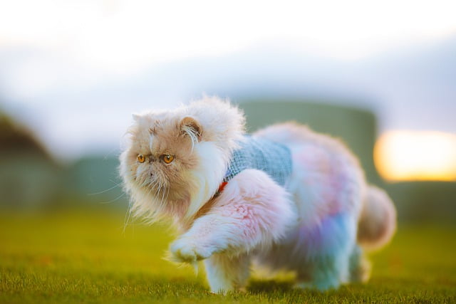 A Persian cat playing in the garden