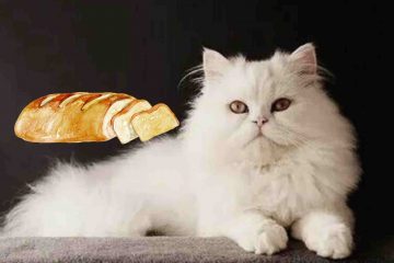 A Persian cat wana eat bread