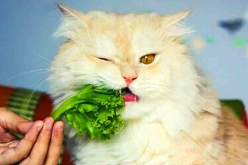 A sweet Persian cat eating some human foods