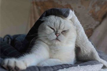 A Persian cat wana sleep on his owner's head