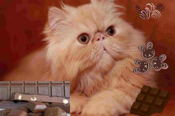 A Persian cat that wana eat chocolate