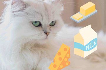 Persian cat that loves dairy products