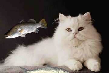 A Persian cat that loves fish