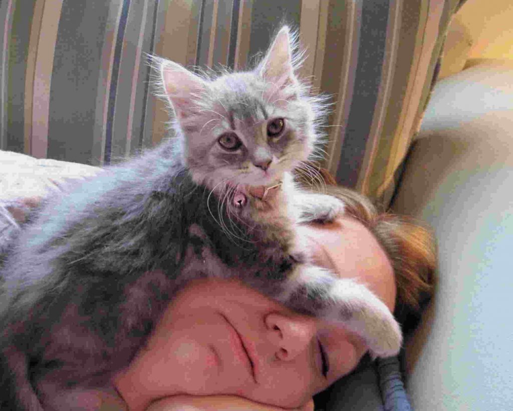 a kitty enjoying his sleeon on his parent's head