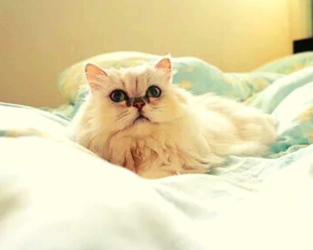 A cute Persian cat laying on bed