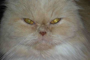 Persian cats eye discharge