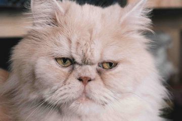 How long do Persian cats live?