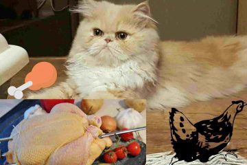 Can persian cat eat chicken